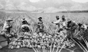 Harvesting pineapples  on a Hawaiian plantation.