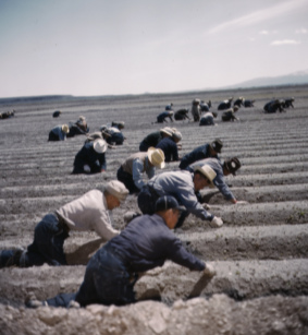 Japanese Americans work in the fields