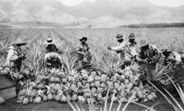 Harvesting pineapples  on a Hawaiian plantation.