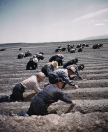 Japanese Americans work in the fields